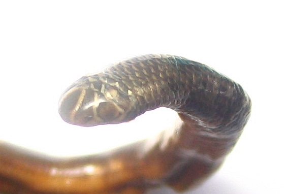 Fiji_blindsnake_head.jpg