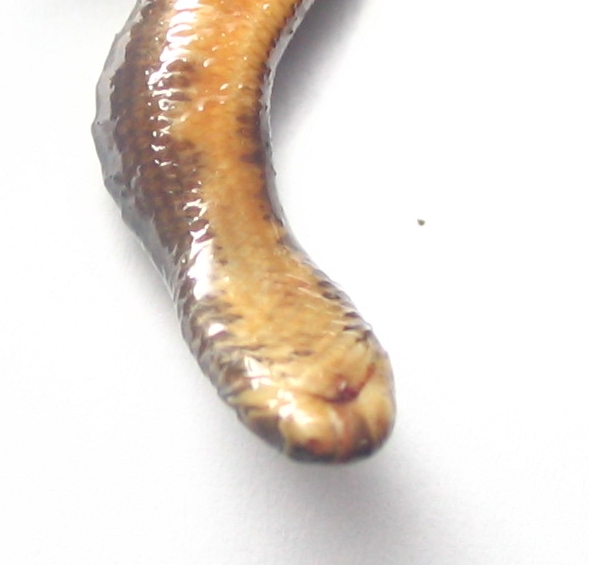 Fiji_blindsnake_mouth.jpg