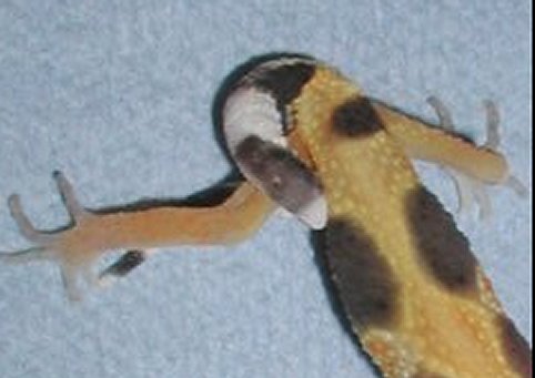 P8170002tail.jpg