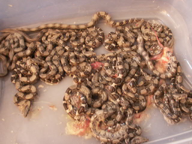 PICT00121.JPG