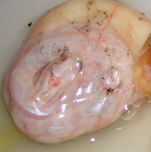 PICT0060.JPG