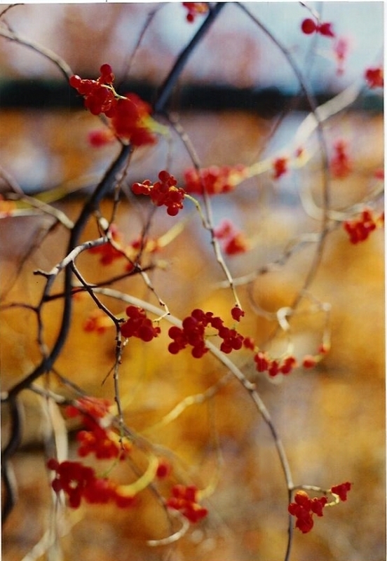 Red_berries_in_Fall