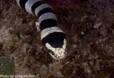 Seasnake_face_Greg_Redfern.jpg