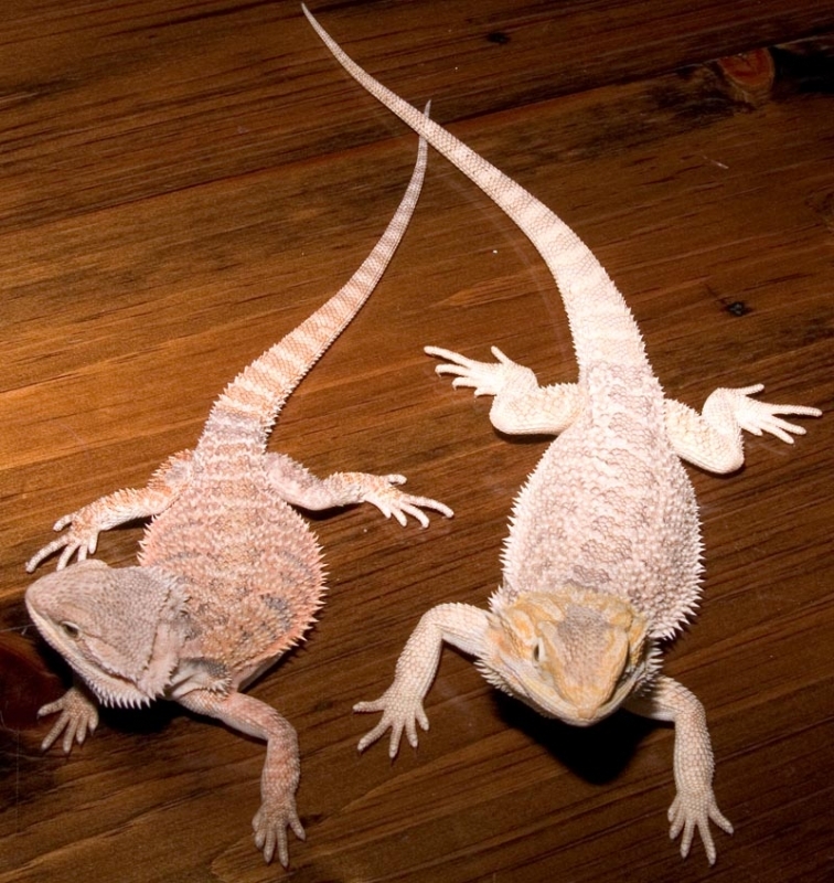 20051008_Two_Dragons.jpg