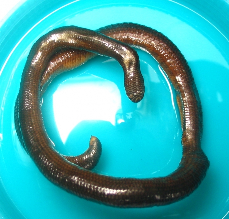 Fiji_Blindsnake.jpg