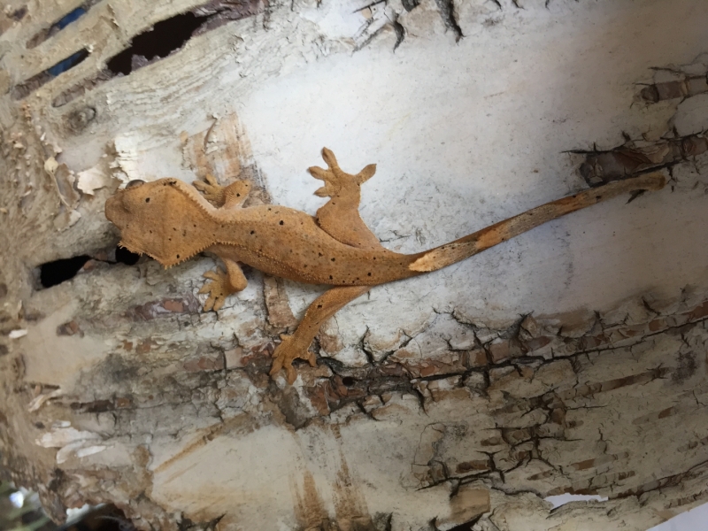IMG_1829.JPG