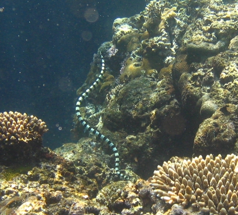 Seasnake_underwater.jpg