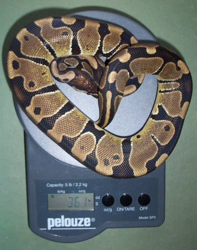 band1.jpg