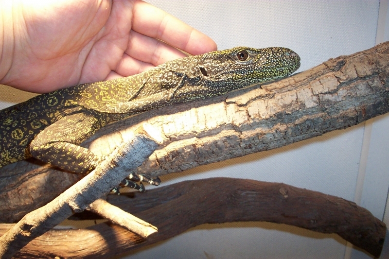 mycroc.jpg