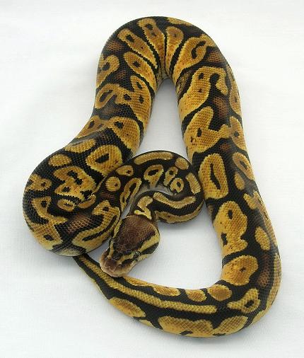 pas06f.JPG