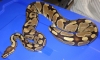 2009_9_year_old_proven_normal_Female_Ball_Python.jpg