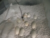 CW09_eggs_at_day_49.jpg