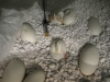CW09_eggs_at_day_49_2.jpg