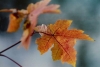 Fall_Maples.jpg