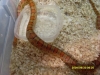 SL371250.JPG