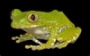 big_eye_tree_frog.jpg