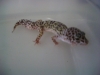 leopard_geckos_011.jpg