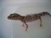 leopard_geckos_012.jpg