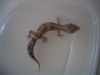 leopard_geckos_014.jpg