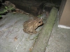 toad_1.jpg