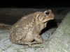 toad_2.jpg