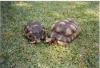 Very_Large_Radiated_Tortoises.jpg