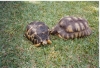 Very_Large_Radiated_Tortoises_Pic2.jpg
