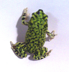 Green_Toad_2_of_3