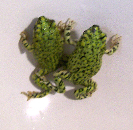 Green_Toads_3_of_3