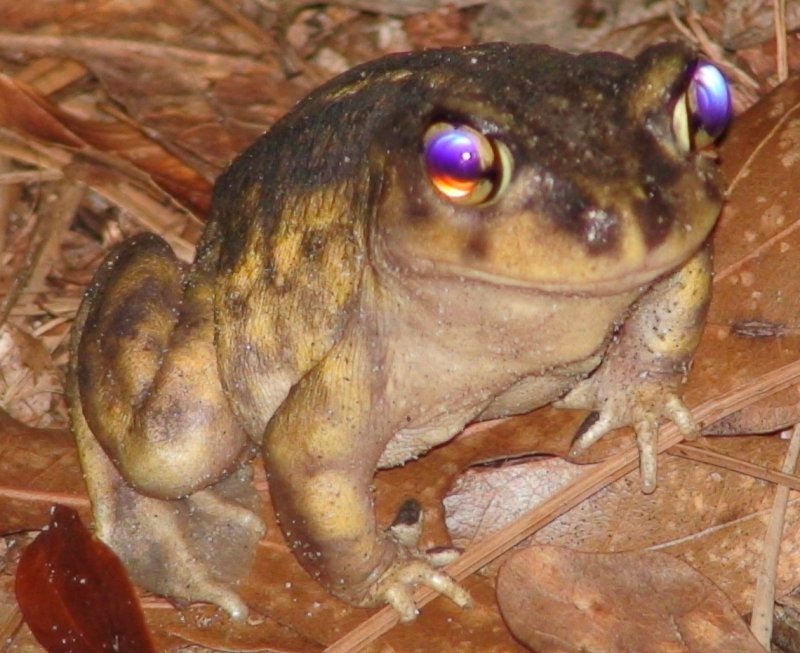 devil_toad.jpg