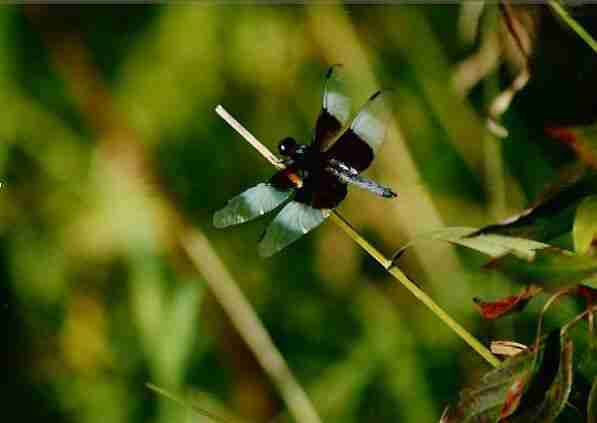 Black_and_blue_dragonfly