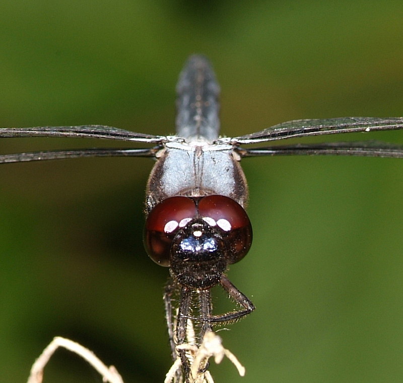 dragonfly002