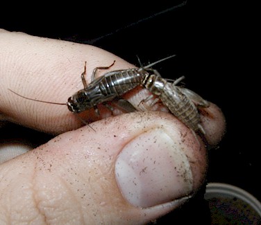 melanistic_cricket.jpg