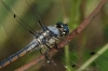 dragonfly001.jpg
