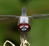 dragonfly002.jpg