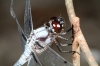 dragonfly003.jpg