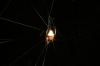 glowindark_spider01.jpg