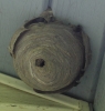 nest1.jpg