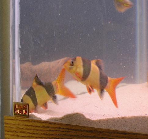 2loach.JPG