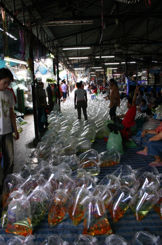 BangkokFish_Market_098
