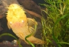 albino_bristlenose_pleco.jpg