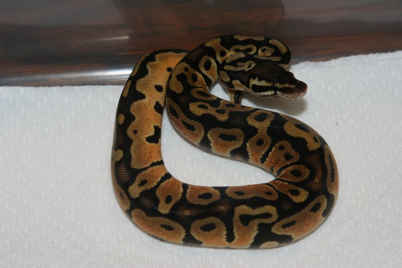 Pastel_Male_004.jpg
