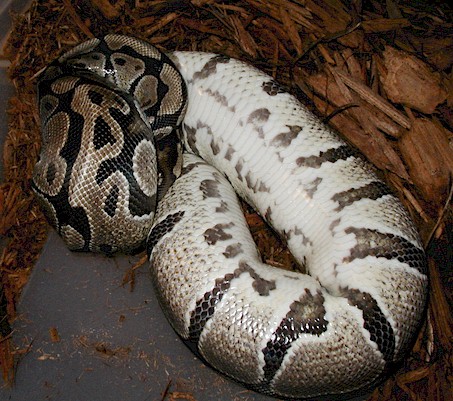 Python_regalis_gravid.jpg