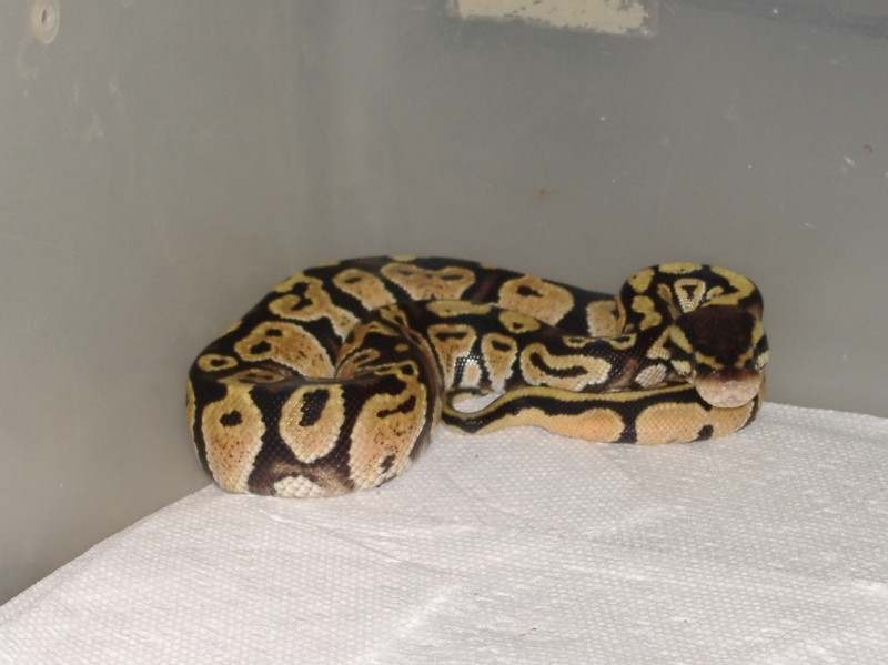 2006_1028draco0012.JPG