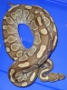 2008_10_year_old_proven_female_Butter_Ball_Python.jpg