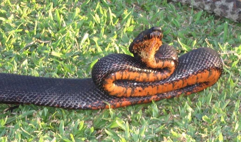 Black_morph.jpg