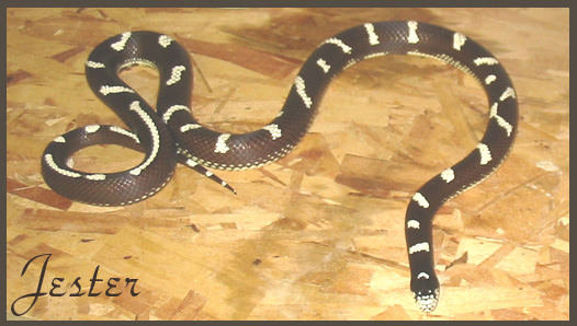 4795Jester093004.jpg