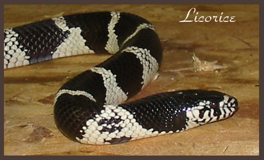 4795Licorice093004.jpg