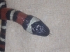 zonata_disease_1.jpg