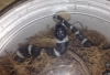 zonata_disease_4.jpg